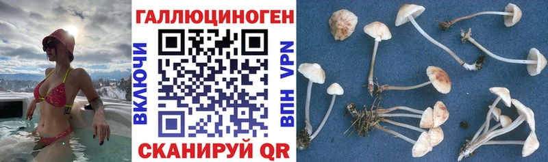 Галлюциногенные грибы Magic Shrooms  Тбилисская 